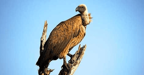 Vultures - An Essential Part of the Real Estate Ecosystem